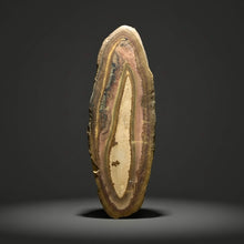 Load image into Gallery viewer, Stromatolite Fossil Slice | Ancient Microbial Reef Structure | Morocco
