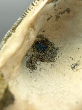 Load image into Gallery viewer, Bivalve (Pelecypoda) Fossil Sea Shell with Chalcopyrite | Mineralized Fossil Specimen | Indonesia
