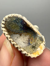 Load image into Gallery viewer, Bivalve (Pelecypoda) Fossil Sea Shell with Chalcopyrite | Mineralized Fossil Specimen | Indonesia
