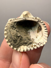 Load image into Gallery viewer, Bivalve (Pelecypoda) Fossil Sea Shell with Chalcopyrite | Mineralized Fossil Specimen | Indonesia
