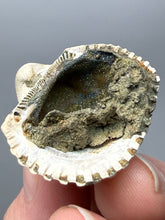 Load image into Gallery viewer, Bivalve (Pelecypoda) Fossil Sea Shell with Chalcopyrite | Mineralized Fossil Specimen | Indonesia
