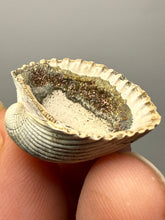 Load image into Gallery viewer, Bivalve (Pelecypoda) Fossil Sea Shell with Chalcopyrite | Mineralized Fossil Specimen | Indonesia
