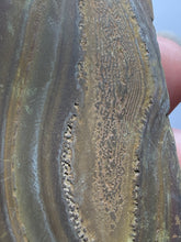 Load image into Gallery viewer, Stromatolite Fossil Slice | Ancient Microbial Reef Structure | Morocco
