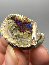 Load image into Gallery viewer, Bivalve (Pelecypoda) Fossil Sea Shell with Chalcopyrite | Mineralized Fossil Specimen | Indonesia
