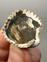 Load image into Gallery viewer, Bivalve (Pelecypoda) Fossil Sea Shell with Chalcopyrite | Mineralized Fossil Specimen | Indonesia
