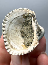 Load image into Gallery viewer, Bivalve (Pelecypoda) Fossil Sea Shell with Chalcopyrite | Mineralized Fossil Specimen | Indonesia
