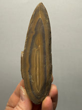 Load image into Gallery viewer, Stromatolite Fossil Slice | Ancient Microbial Reef Structure | Morocco

