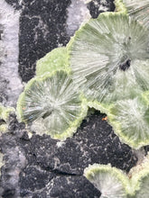 Load image into Gallery viewer, High-Grade Green Wavellite Collectors Specimen - Radiating Botryoidal Crystal Formation - Arkansas, USA
