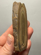 Load image into Gallery viewer, Stromatolite Fossil Slice | Ancient Microbial Reef Structure | Morocco
