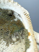 Load image into Gallery viewer, Bivalve (Pelecypoda) Fossil Sea Shell with Calcite Crystals and Chalcopyrite | Mineralized Fossil Specimen | Indonesia
