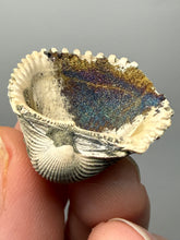 Load image into Gallery viewer, Bivalve (Pelecypoda) Fossil Sea Shell with Chalcopyrite | Mineralized Fossil Specimen | Indonesia
