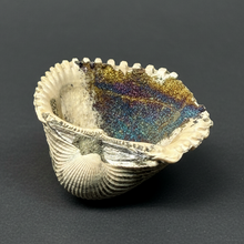 Load image into Gallery viewer, Bivalve (Pelecypoda) Fossil Sea Shell with Chalcopyrite | Mineralized Fossil Specimen | Indonesia
