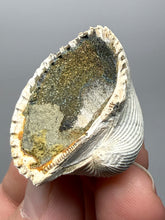 Load image into Gallery viewer, Bivalve (Pelecypoda) Fossil Sea Shell with Chalcopyrite | Mineralized Fossil Specimen | Indonesia
