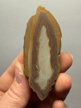 Load image into Gallery viewer, Stromatolite Fossil Slice | Ancient Microbial Reef Structure | Morocco
