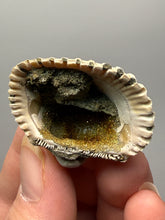 Load image into Gallery viewer, Bivalve (Pelecypoda) Fossil Sea Shell with Chalcopyrite | Mineralized Fossil Specimen | Indonesia
