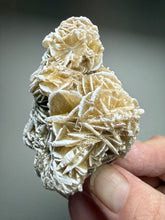 Load image into Gallery viewer, Desert Rose Selenite (Gypsum) — Mineral Display Specimen | Mexico
