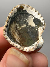 Load image into Gallery viewer, Bivalve (Pelecypoda) Fossil Sea Shell with Chalcopyrite | Mineralized Fossil Specimen | Indonesia
