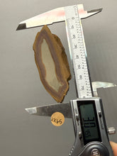 Load image into Gallery viewer, Stromatolite Fossil Slice | Ancient Microbial Reef Structure | Morocco
