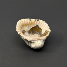 Load image into Gallery viewer, Bivalve (Pelecypoda) Fossil Sea Shell with Chalcopyrite | Mineralized Fossil Specimen | Indonesia
