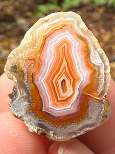 High-Grade Parallax Banded Laguna Agate – Bright Orange, Red, & White Banding from Mexico