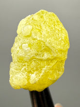 Load image into Gallery viewer, Vibrant Yellow Brucite Thumbnail Mineral Specimen | Collector Crystal from Killa Saifullah District in Balochistan Province, Pakistan
