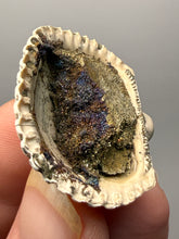 Load image into Gallery viewer, Bivalve (Pelecypoda) Fossil Sea Shell with Chalcopyrite | Mineralized Fossil Specimen | Indonesia
