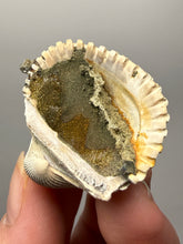 Load image into Gallery viewer, Bivalve (Pelecypoda) Fossil Sea Shell with Chalcopyrite | Mineralized Fossil Specimen | Indonesia
