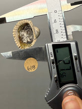 Load image into Gallery viewer, Bivalve (Pelecypoda) Fossil Sea Shell with Calcite Crystals and Chalcopyrite | Mineralized Fossil Specimen | Indonesia

