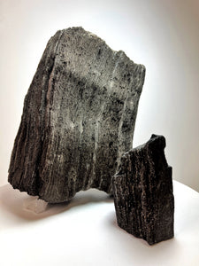 Black Druzy Petrified Wood from Indonesia