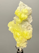Load image into Gallery viewer, Vibrant Yellow Brucite Thumbnail Mineral Specimen | Collector Crystal from Killa Saifullah District in Balochistan Province, Pakistan
