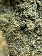 Load image into Gallery viewer, Bivalve (Pelecypoda) Fossil Sea Shell with Chalcopyrite | Mineralized Fossil Specimen | Indonesia
