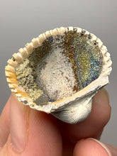 Load image into Gallery viewer, Bivalve (Pelecypoda) Fossil Sea Shell with Chalcopyrite | Mineralized Fossil Specimen | Indonesia
