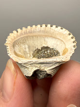 Load image into Gallery viewer, Bivalve (Pelecypoda) Fossil Sea Shell with Chalcopyrite | Mineralized Fossil Specimen | Indonesia
