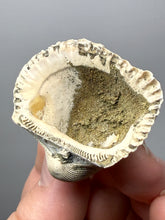Load image into Gallery viewer, Bivalve (Pelecypoda) Fossil Sea Shell with Chalcopyrite | Mineralized Fossil Specimen | Indonesia
