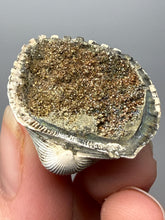 Load image into Gallery viewer, Bivalve (Pelecypoda) Fossil Sea Shell with Chalcopyrite | Mineralized Fossil Specimen | Indonesia
