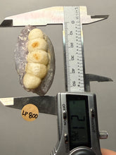 Load image into Gallery viewer, Rare Botryoidal Yellow Fluorite on Quartz Matrix  Collector Mineral Specimen – Maharashtra, India
