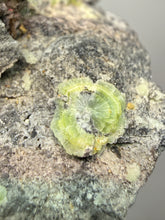 Load image into Gallery viewer, High-Grade Green Wavellite Collectors Specimen - Radiating Botryoidal Crystal Formation - Arkansas, USA
