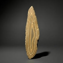 Load image into Gallery viewer, Stromatolite Fossil Slice | Ancient Microbial Reef Structure | Morocco
