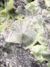 Load image into Gallery viewer, High-Grade Green Wavellite Collectors Specimen - Radiating Botryoidal Crystal Formation - Arkansas, USA

