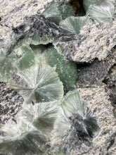 Load image into Gallery viewer, High-Grade Green Wavellite Collectors Specimen - Radiating Botryoidal Crystal Formation - Arkansas, USA
