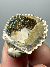 Load image into Gallery viewer, Bivalve (Pelecypoda) Fossil Sea Shell with Chalcopyrite | Mineralized Fossil Specimen | Indonesia
