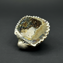 Load image into Gallery viewer, Bivalve (Pelecypoda) Fossil Sea Shell with Chalcopyrite | Mineralized Fossil Specimen | Indonesia
