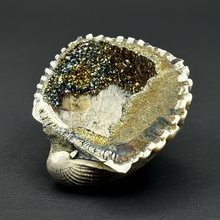 Load image into Gallery viewer, Bivalve (Pelecypoda) Fossil Sea Shell with Chalcopyrite | Mineralized Fossil Specimen | Indonesia
