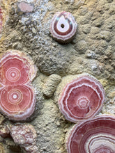 Load image into Gallery viewer, Rhodochrosite Free Form Collector Mineral Display Specimen — Argentina
