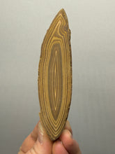 Load image into Gallery viewer, Stromatolite Fossil Slice | Ancient Microbial Reef Structure | Morocco
