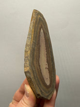 Load image into Gallery viewer, Stromatolite Fossil Slice | Ancient Microbial Reef Structure | Morocco
