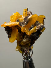 Load image into Gallery viewer, High-Grade Orange Wulfenite Collector Display Specimen | La Morita Mine, Chihuahua, Mexico
