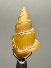 Load image into Gallery viewer, Agatized Gastropod Fossil Specimen | Morocco
