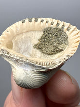 Load image into Gallery viewer, Bivalve (Pelecypoda) Fossil Sea Shell with Chalcopyrite | Mineralized Fossil Specimen | Indonesia
