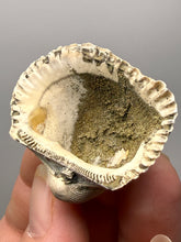 Load image into Gallery viewer, Bivalve (Pelecypoda) Fossil Sea Shell with Chalcopyrite | Mineralized Fossil Specimen | Indonesia
